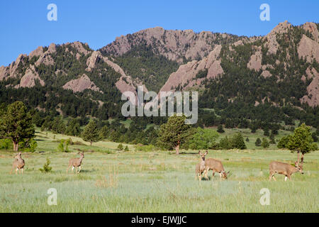 Mule Deer foraggio Foto Stock