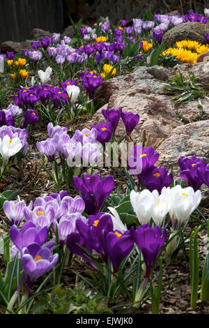 Un mix di grande fioritura crocus Foto Stock