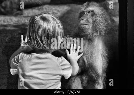 Una coda-meno macaque toccando lo zoo di vetro al tempo stesso che un bambino Foto Stock
