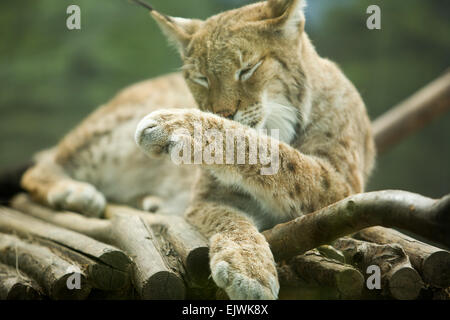 La lince euroasiatica varia da Europa centrale e settentrionale in tutta l Asia. Fin dall'inizio del XX secolo la Eurasian lyn Foto Stock