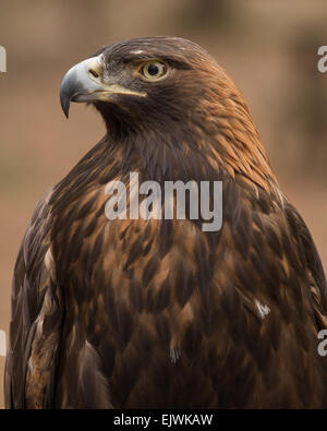 Un ritratto di un aquila reale. Foto Stock