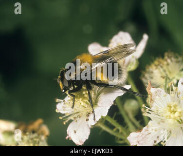 Hoverfly - Volucella bombylans Foto Stock