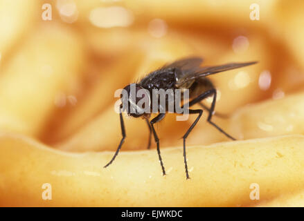 Minor Casa-fly - Fannia canicularis Foto Stock