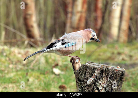 Ghiandaia Garrulus glandarius un timido Woodland Bird membro della famiglia Corvo Foto Stock