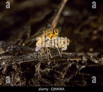 Sterco giallo Fly - Scatophaga stercoraria Foto Stock