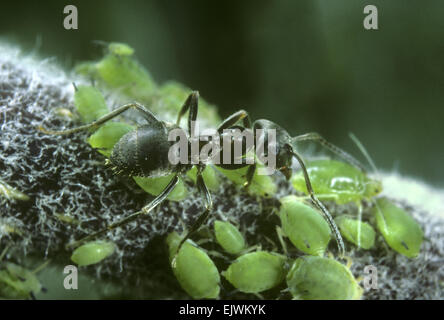 Black Ant - Lasius niger afidi di mungitura Foto Stock