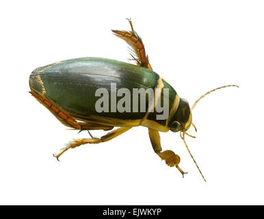 Grande Diving Beetle - Dytiscus marginalis Foto Stock