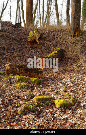 Mossy abbattuto tronchi di alberi sul deserto Foto Stock