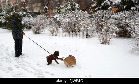 Chifeng, la Cina della Mongolia Interna Regione Autonoma. 2 apr, 2015. Un residente passeggiate con il cane su una strada innevata in Hexigten Banner di Chifeng City, a nord della Cina di Mongolia Interna Regione Autonoma, 2 aprile 2015. Una nevicata ha colpito la zona di giovedì e si prevede a beneficio dell'agricoltura locale. Credito: Sun Guoshu/Xinhua/Alamy Live News Foto Stock