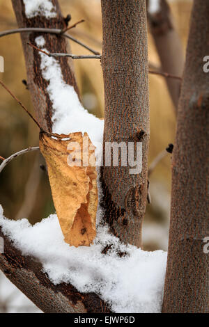 Una delle ultime foglie di autunno di riposo in rami di alberi coperti con un inizio di neve. Foto Stock