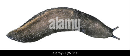 Ashy-grigio Slug - Limax cinereoniger Foto Stock