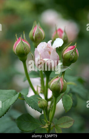 Rosa Peter Paul Rubens Foto Stock