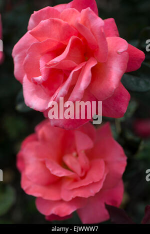 Rosa Catherine Deneuve Foto Stock