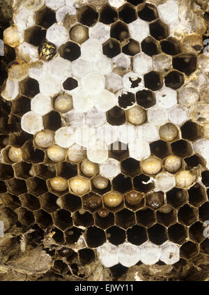 Nido di vespe comune - Vespula vulgaris Foto Stock