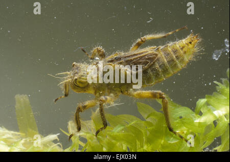 Ampia corposo Chaser larve di libellula - Libellula depressa Foto Stock