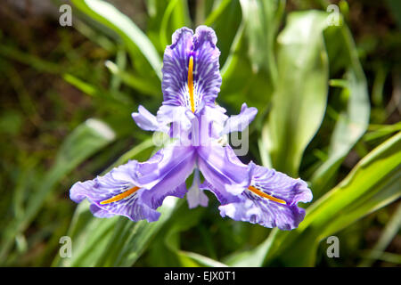 Iris Viola flower bloom, trovata su un impianto crescente selvatici. Iris planifolia Foto Stock