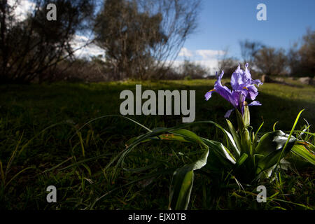 Iris Viola flower bloom, trovata su un impianto crescente selvatici. Iris planifolia Foto Stock