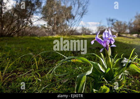 Iris Viola flower bloom, trovata su un impianto crescente selvatici. Iris planifolia Foto Stock