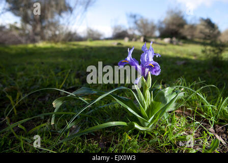 Iris Viola flower bloom, trovata su un impianto crescente selvatici. Iris planifolia Foto Stock