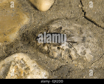 Squamosa Cricket - Pseudomogoplistes vincentae Foto Stock