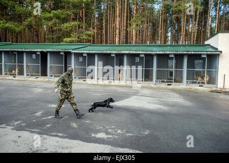 Kiev, Ucraina. Il 1 aprile, 2015. Cane di polizia e la formazione. Trainer passeggiate con spaniel Dina a milizie di addestramento del cane e il centro di allevamento, Kiev, Ucraina. 1 di aprile. Fotografo Credito: Oleksandr Rupeta/Alamy Live News Foto Stock