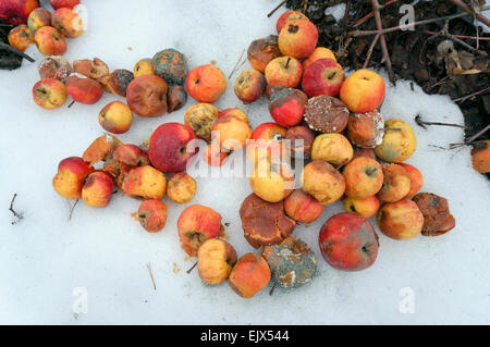 Il marcio rovinato frutta mela giace sulla neve invernale sullo sfondo Foto Stock