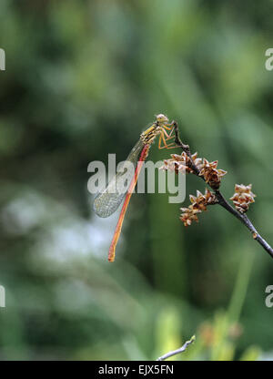 Piccolo rosso Damselfly - Ceriagrion tenellum Foto Stock