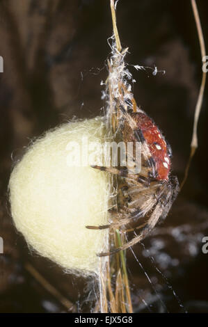 Croce comune Spider - Araneus quadratus Foto Stock