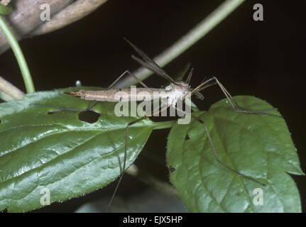 Gru-fly - Tipula paludosa Foto Stock