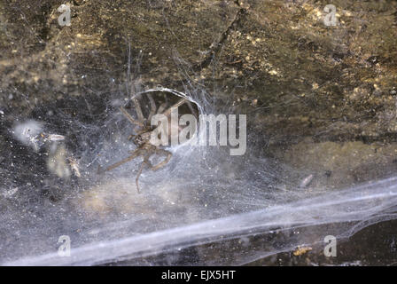 Spider e nastro di foglio Foto Stock