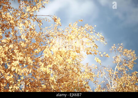 Il sole splende attraverso le foglie d'oro Foto Stock