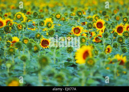 Girasoli rivolta verso est vicino alla città di Breeza e Caroona, sulle pianure di Liverpool, Nuovo Galles del Sud, Australia. Foto Stock