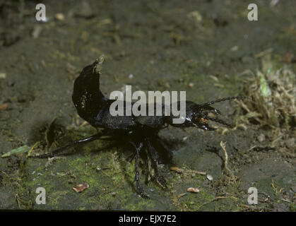 Devil's coach-cavallo - Ocypus olens Foto Stock