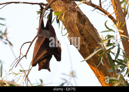 Little Red Flying Fox (Pteropus scapulatus) che riposa nel Parco Nazionale di Nitmiluk, territorio del Nord, Australia Foto Stock