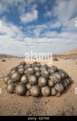 Copiapoa cinerascens nell'arida pianura costiera al Pan de Azucar, (sotto il banco di nebbia) Foto Stock