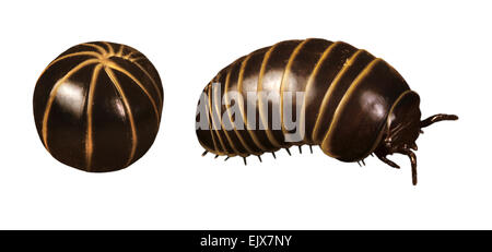 Pillola millepiedi - Glomeris marginata Foto Stock