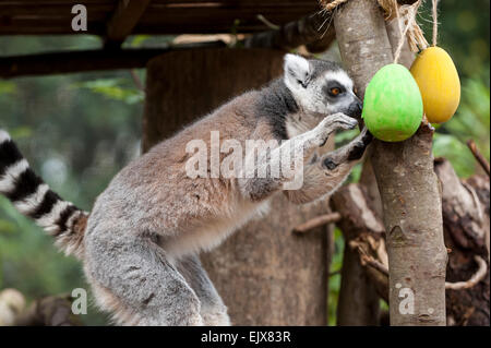 Londra, Regno Unito. Il 2 aprile 2015. ZSL London Zoo bachelor gruppo di lemuri sono trattati per un uovo di pasqua stravagante hunt nel loro nuovo di zecca a piedi-attraverso la mostra 'In con i lemuri'. I custodi del giardino zoologico sono incoraggianti il foraggio naturale dei comportamenti della truppa dei maschi di lemuri, compreso l'anello-coda di lemuri e un bianco e nero lemure ruffed, nascondendo trattare riempito, scavata, cartapesta, uova di Pasqua intorno al loro involucro. Credito: Stephen Chung / Alamy Live News Foto Stock