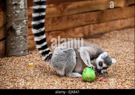 Londra, Regno Unito. Il 2 aprile 2015. ZSL London Zoo bachelor gruppo di lemuri sono trattati per un uovo di pasqua stravagante hunt nel loro nuovo di zecca a piedi-attraverso la mostra 'In con i lemuri'. I custodi del giardino zoologico sono incoraggianti il foraggio naturale dei comportamenti della truppa dei maschi di lemuri, compreso l'anello-coda di lemuri e un bianco e nero lemure ruffed, nascondendo trattare riempito, scavata, cartapesta, uova di Pasqua intorno al loro involucro. Credito: Stephen Chung / Alamy Live News Foto Stock