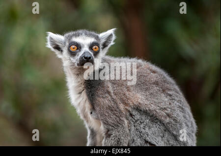 Londra, Regno Unito. Il 2 aprile 2015. ZSL London Zoo bachelor gruppo di lemuri sono trattati per un uovo di pasqua stravagante hunt nel loro nuovo di zecca a piedi-attraverso la mostra 'In con i lemuri'. I custodi del giardino zoologico sono incoraggianti il foraggio naturale dei comportamenti della truppa dei maschi di lemuri, compreso l'anello-coda di lemuri e un bianco e nero lemure ruffed, nascondendo trattare riempito, scavata, cartapesta, uova di Pasqua intorno al loro involucro. Credito: Stephen Chung / Alamy Live News Foto Stock