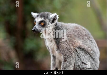 Londra, Regno Unito. Il 2 aprile 2015. ZSL London Zoo bachelor gruppo di lemuri sono trattati per un uovo di pasqua stravagante hunt nel loro nuovo di zecca a piedi-attraverso la mostra 'In con i lemuri'. I custodi del giardino zoologico sono incoraggianti il foraggio naturale dei comportamenti della truppa dei maschi di lemuri, compreso l'anello-coda di lemuri e un bianco e nero lemure ruffed, nascondendo trattare riempito, scavata, cartapesta, uova di Pasqua intorno al loro involucro. Credito: Stephen Chung / Alamy Live News Foto Stock