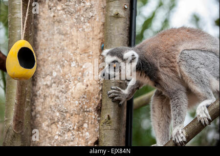 Londra, Regno Unito. Il 2 aprile 2015. ZSL London Zoo bachelor gruppo di lemuri sono trattati per un uovo di pasqua stravagante hunt nel loro nuovo di zecca a piedi-attraverso la mostra 'In con i lemuri'. I custodi del giardino zoologico sono incoraggianti il foraggio naturale dei comportamenti della truppa dei maschi di lemuri, compreso l'anello-coda di lemuri e un bianco e nero lemure ruffed, nascondendo trattare riempito, scavata, cartapesta, uova di Pasqua intorno al loro involucro. Credito: Stephen Chung / Alamy Live News Foto Stock