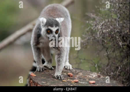 Londra, Regno Unito. Il 2 aprile 2015. ZSL London Zoo bachelor gruppo di lemuri sono trattati per un uovo di pasqua stravagante hunt nel loro nuovo di zecca a piedi-attraverso la mostra 'In con i lemuri'. I custodi del giardino zoologico sono incoraggianti il foraggio naturale dei comportamenti della truppa dei maschi di lemuri, compreso l'anello-coda di lemuri e un bianco e nero lemure ruffed, nascondendo trattare riempito, scavata, cartapesta, uova di Pasqua intorno al loro involucro. Credito: Stephen Chung / Alamy Live News Foto Stock