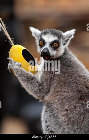 Londra, Regno Unito. Il 2 aprile 2015. ZSL London Zoo bachelor gruppo di lemuri sono trattati per un uovo di pasqua stravagante hunt nel loro nuovo di zecca a piedi-attraverso la mostra 'In con i lemuri'. I custodi del giardino zoologico sono incoraggianti il foraggio naturale dei comportamenti della truppa dei maschi di lemuri, compreso l'anello-coda di lemuri e un bianco e nero lemure ruffed, nascondendo trattare riempito, scavata, cartapesta, uova di Pasqua intorno al loro involucro. Credito: Stephen Chung / Alamy Live News Foto Stock