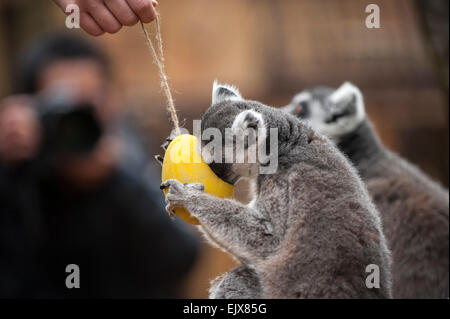 Londra, Regno Unito. Il 2 aprile 2015. ZSL London Zoo bachelor gruppo di lemuri sono trattati per un uovo di pasqua stravagante hunt nel loro nuovo di zecca a piedi-attraverso la mostra 'In con i lemuri'. I custodi del giardino zoologico sono incoraggianti il foraggio naturale dei comportamenti della truppa dei maschi di lemuri, compreso l'anello-coda di lemuri e un bianco e nero lemure ruffed, nascondendo trattare riempito, scavata, cartapesta, uova di Pasqua intorno al loro involucro. Credito: Stephen Chung / Alamy Live News Foto Stock