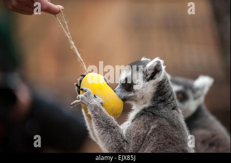 Londra, Regno Unito. Il 2 aprile 2015. ZSL London Zoo bachelor gruppo di lemuri sono trattati per un uovo di pasqua stravagante hunt nel loro nuovo di zecca a piedi-attraverso la mostra 'In con i lemuri'. I custodi del giardino zoologico sono incoraggianti il foraggio naturale dei comportamenti della truppa dei maschi di lemuri, compreso l'anello-coda di lemuri e un bianco e nero lemure ruffed, nascondendo trattare riempito, scavata, cartapesta, uova di Pasqua intorno al loro involucro. Credito: Stephen Chung / Alamy Live News Foto Stock