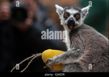 Londra, Regno Unito. Il 2 aprile 2015. ZSL London Zoo bachelor gruppo di lemuri sono trattati per un uovo di pasqua stravagante hunt nel loro nuovo di zecca a piedi-attraverso la mostra 'In con i lemuri'. I custodi del giardino zoologico sono incoraggianti il foraggio naturale dei comportamenti della truppa dei maschi di lemuri, compreso l'anello-coda di lemuri e un bianco e nero lemure ruffed, nascondendo trattare riempito, scavata, cartapesta, uova di Pasqua intorno al loro involucro. Credito: Stephen Chung / Alamy Live News Foto Stock