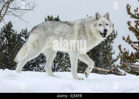 Lupo grigio in inverno la neve Foto Stock