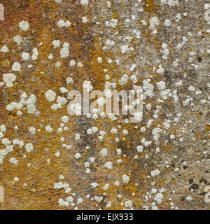 Frammento di calcestruzzo rivestito con funghi Foto Stock