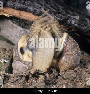 Lumaca romano corteggiamento - Helix pomatia Foto Stock