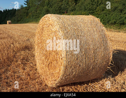 Il fieno raccolto in bobina di un soleggiato Campo estivo Foto Stock